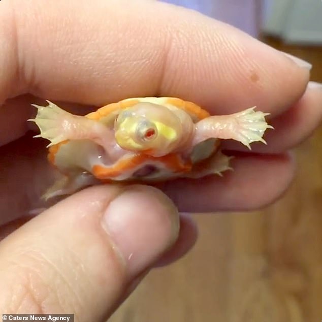 Turtle Born With Heart Beating Outside His Chest, Named Hope