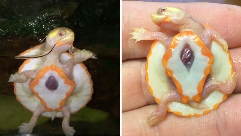 Turtle Born With Heart Beating Outside His Chest, Named Hope