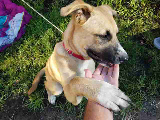 puppy, rescued, railway track