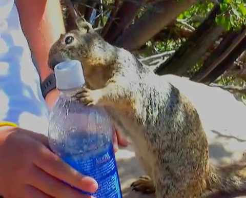 squirrel quenches thirst tourist