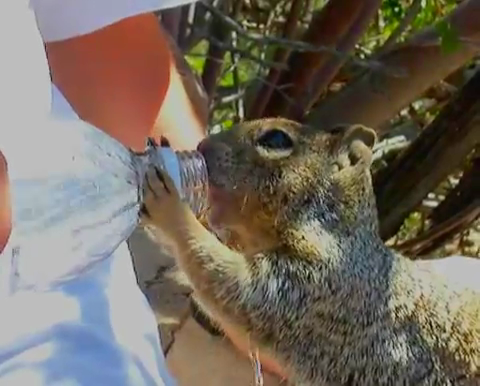 squirrel quenches thirst tourist