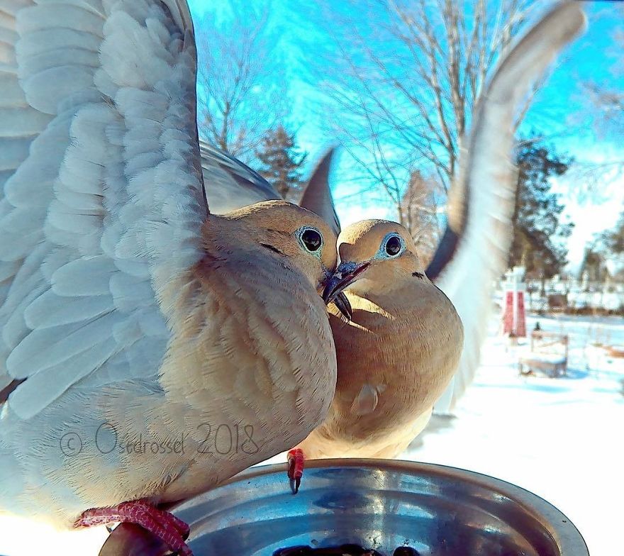 Photographer Set Up A Photo Booth For Birds, See The Amazing Results Here!