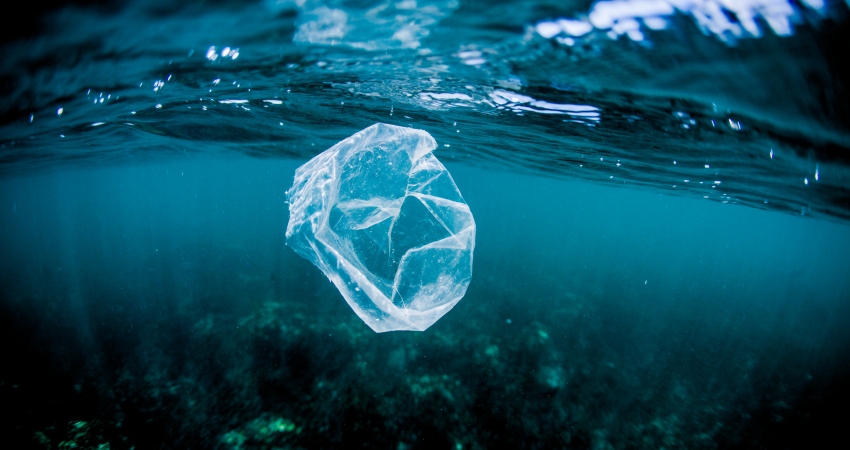 Microplastic found in marine animals of ocean trenches