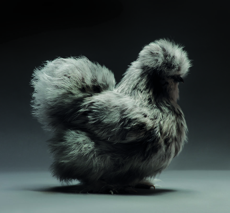 Photographer Creates An Amazing Documentation Of Chickens And They Look No Less Than Supermodels