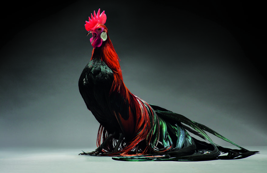 Photographer Creates An Amazing Documentation Of Chickens And They Look No Less Than Supermodels