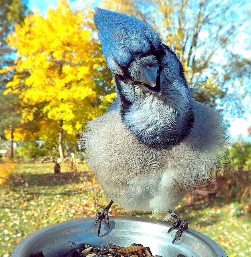 Photographer Set Up A Photo Booth For Birds, See The Amazing Results Here!