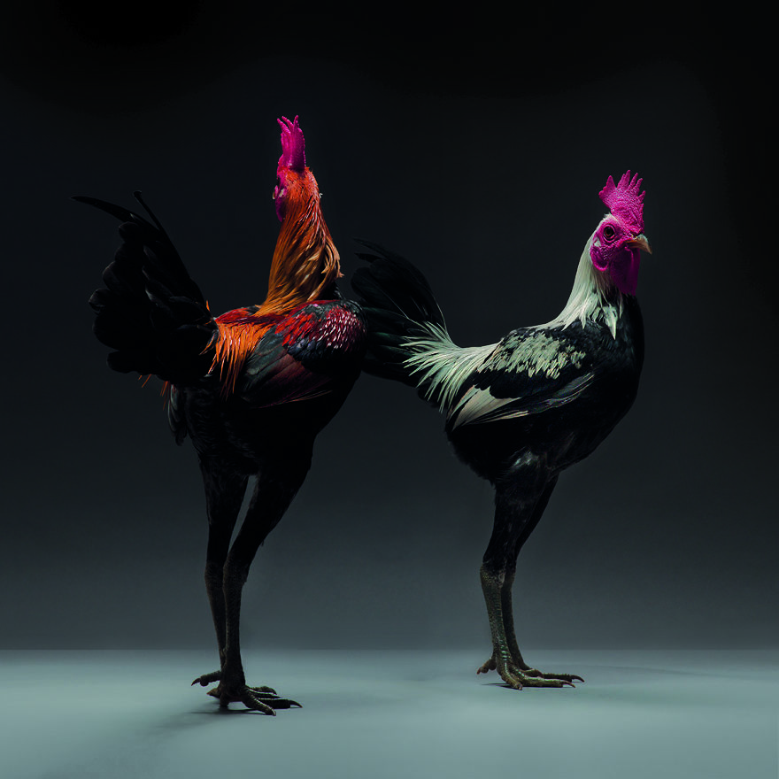 Photographer Creates An Amazing Documentation Of Chickens And They Look No Less Than Supermodels