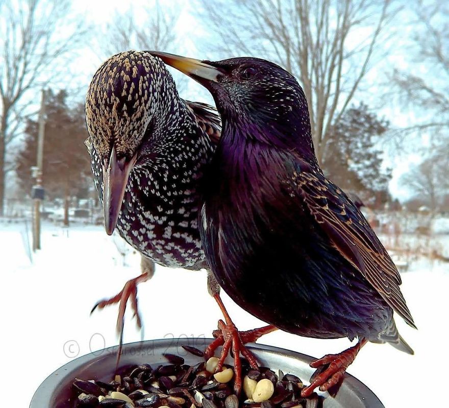 Photographer Set Up A Photo Booth For Birds, See The Amazing Results Here!