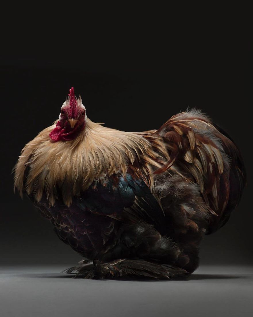 Photographer Creates An Amazing Documentation Of Chickens And They Look No Less Than Supermodels