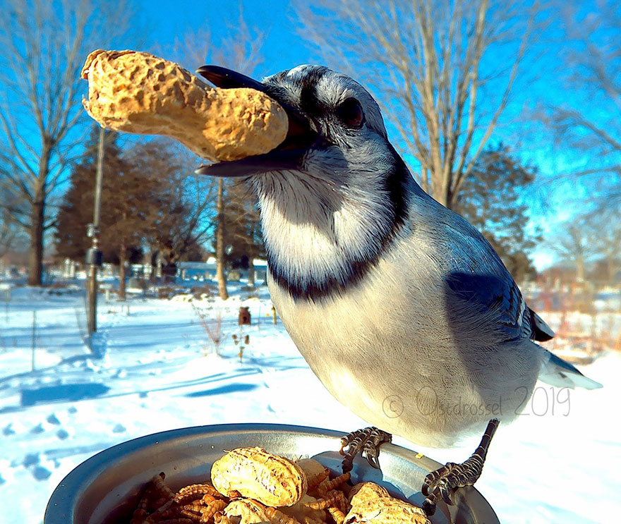 Photographer Set Up A Photo Booth For Birds, See The Amazing Results Here!