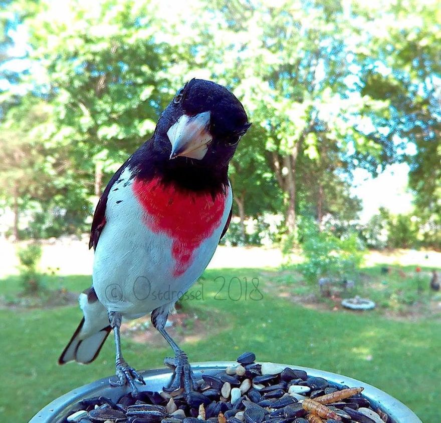 Photographer Set Up A Photo Booth For Birds, See The Amazing Results Here!