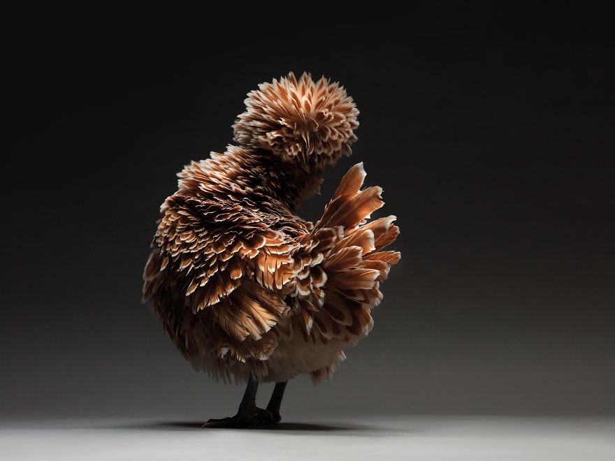 Photographer Creates An Amazing Documentation Of Chickens And They Look No Less Than Supermodels