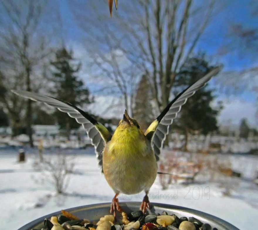 Photographer Set Up A Photo Booth For Birds, See The Amazing Results Here!