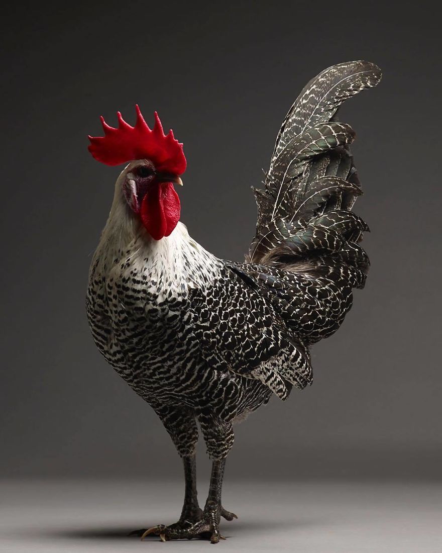 Photographer Creates An Amazing Documentation Of Chickens And They Look No Less Than Supermodels