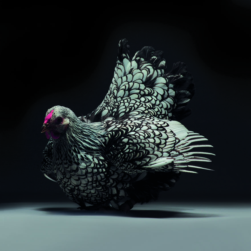 Photographer Creates An Amazing Documentation Of Chickens And They Look No Less Than Supermodels