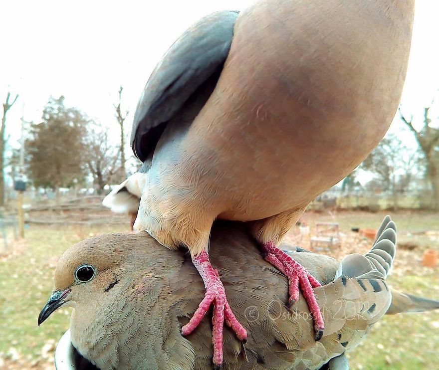 Photographer Set Up A Photo Booth For Birds, See The Amazing Results Here!