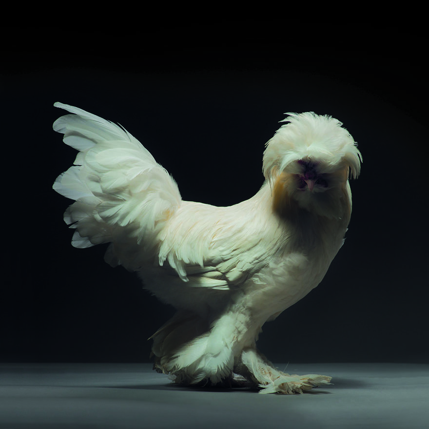 Photographer Creates An Amazing Documentation Of Chickens And They Look No Less Than Supermodels