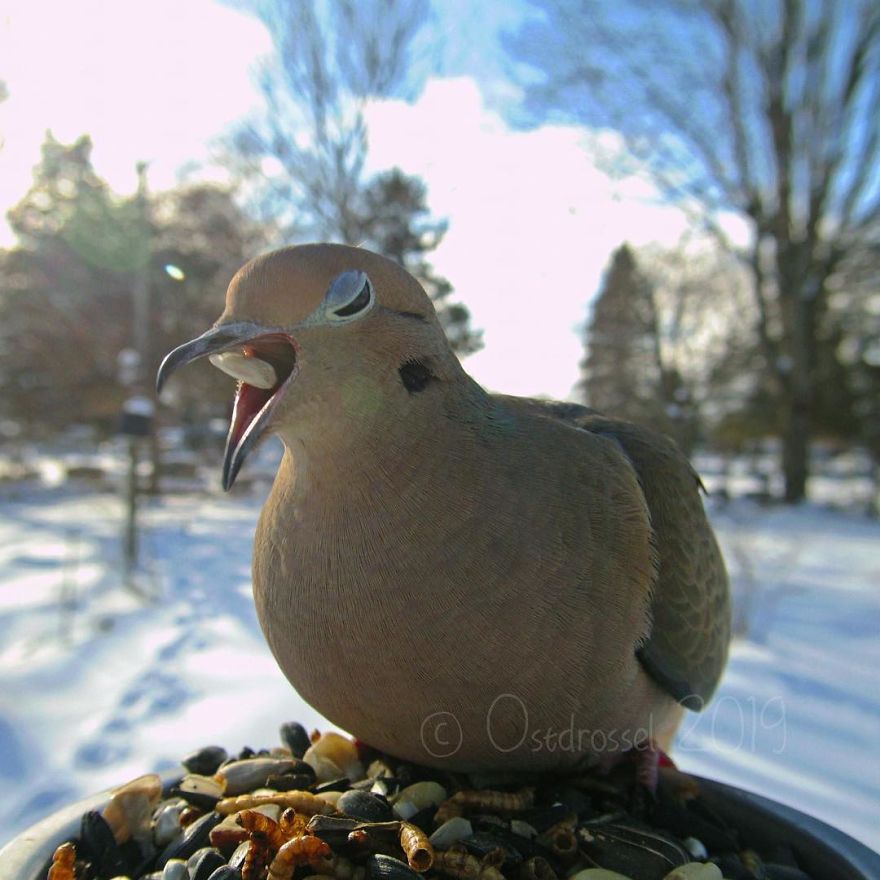 Photographer Set Up A Photo Booth For Birds, See The Amazing Results Here!