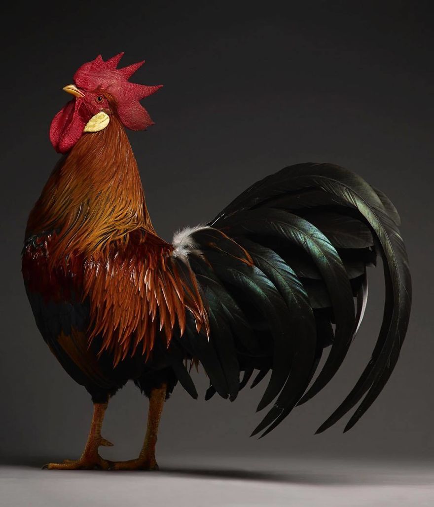 Photographer Creates An Amazing Documentation Of Chickens And They Look No Less Than Supermodels