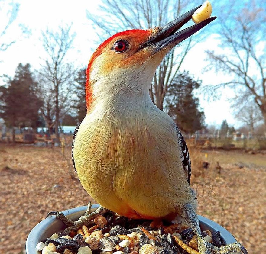 Photographer Set Up A Photo Booth For Birds, See The Amazing Results Here!