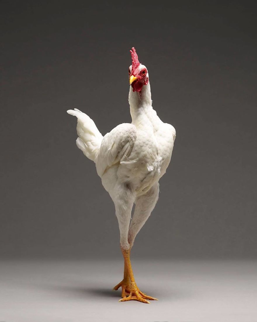 Photographer Creates An Amazing Documentation Of Chickens And They Look No Less Than Supermodels