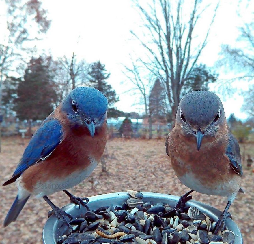 Photographer Set Up A Photo Booth For Birds, See The Amazing Results Here!