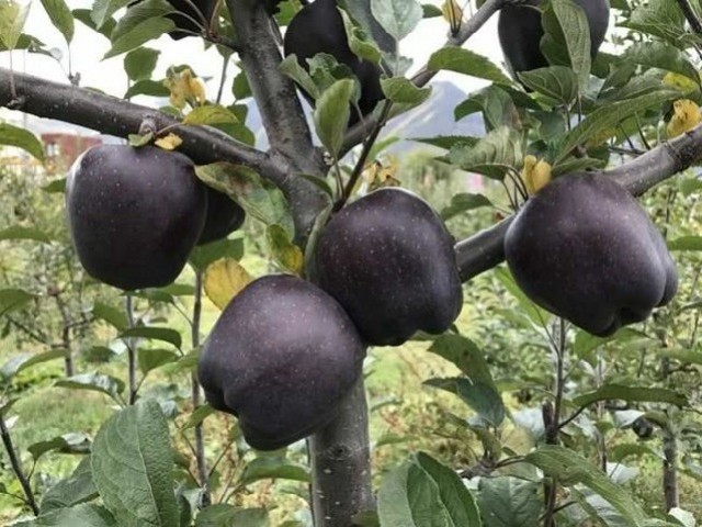 Farmers Refuse To Grow These Rare Black Apples For A Particular Reason