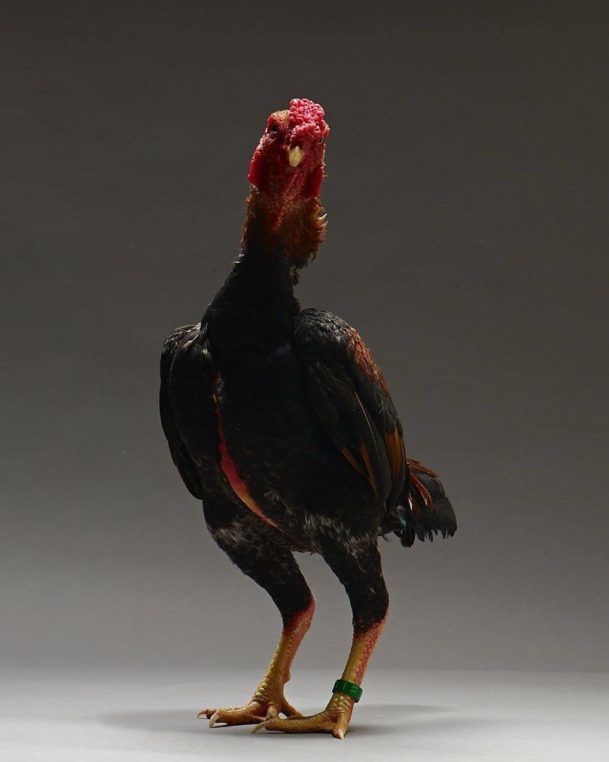 Photographer Creates An Amazing Documentation Of Chickens And They Look No Less Than Supermodels