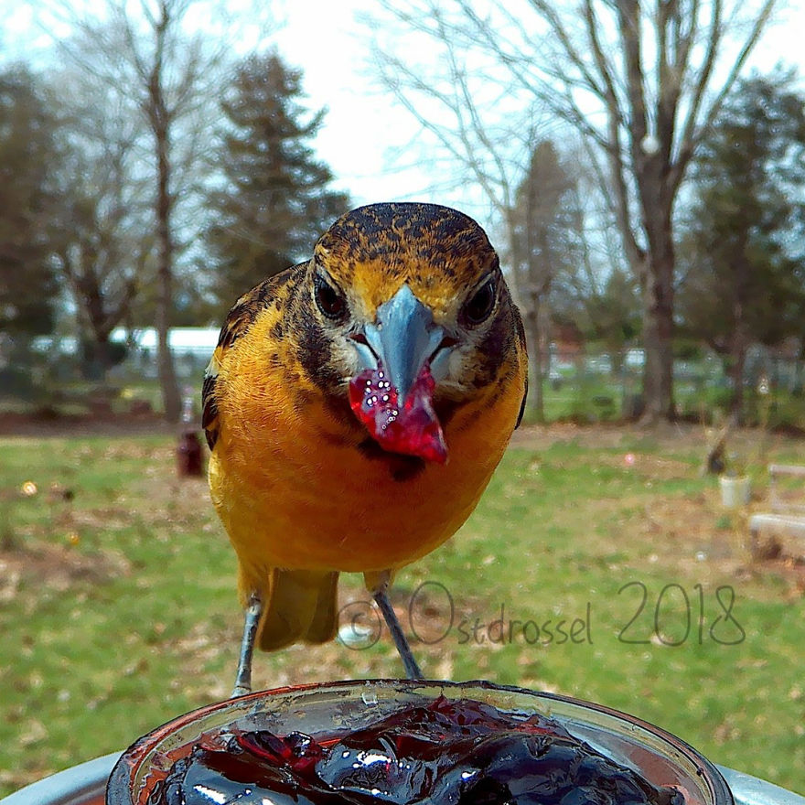 Photographer Set Up A Photo Booth For Birds, See The Amazing Results Here!