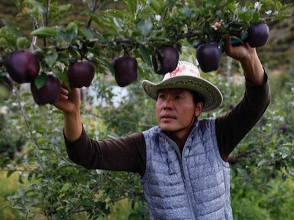 Farmers Refuse To Grow These Rare Black Apples For A Particular Reason