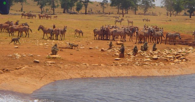 Here Is Kenya's Water Man Who Travels Miles Daily To Save animals From Thirst Providing Them Truckloads Of Water