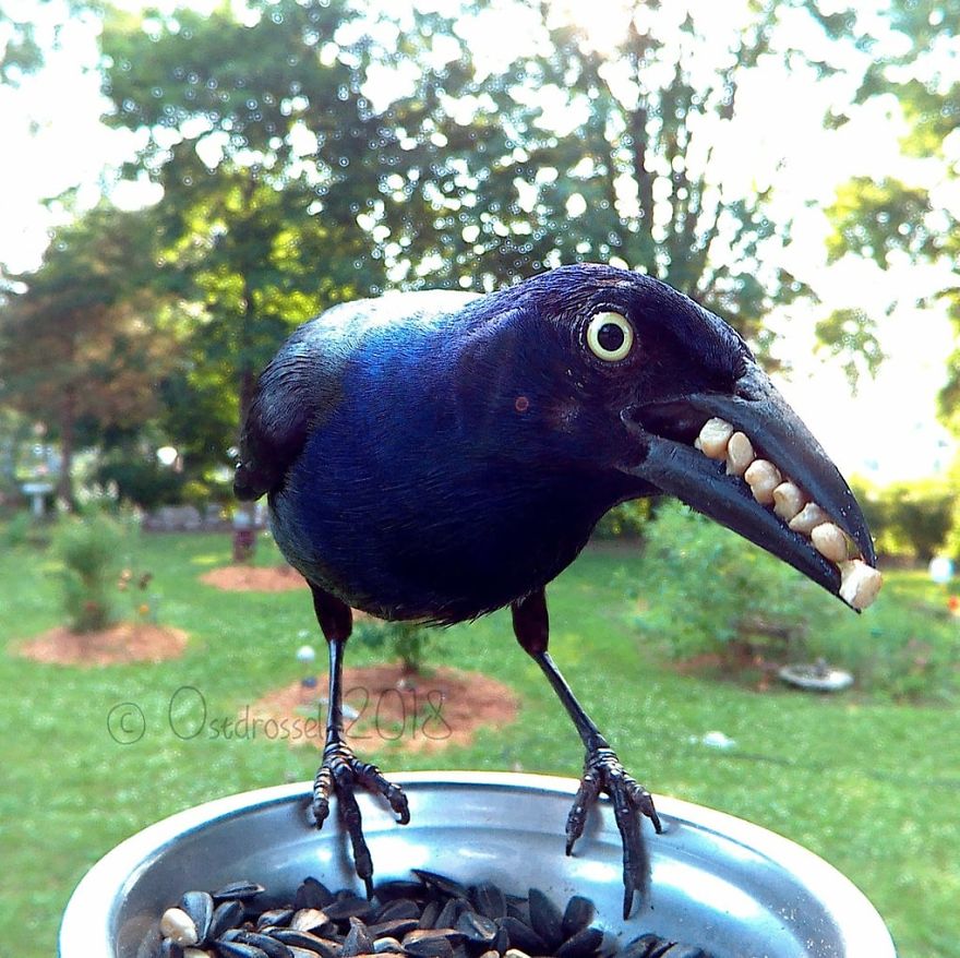 Photographer Set Up A Photo Booth For Birds, See The Amazing Results Here!