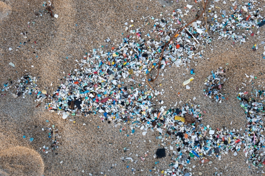 Unbelievable Discovery Of Microplastics In Marine Animals of The ...