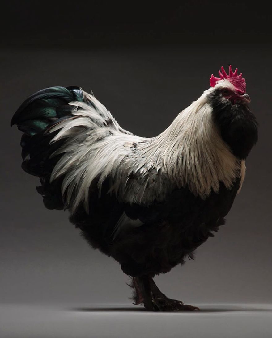 Photographer Creates An Amazing Documentation Of Chickens And They Look No Less Than Supermodels