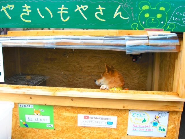 This 3 Year Old Dog Runs A Sweet Potato Shop In Japan