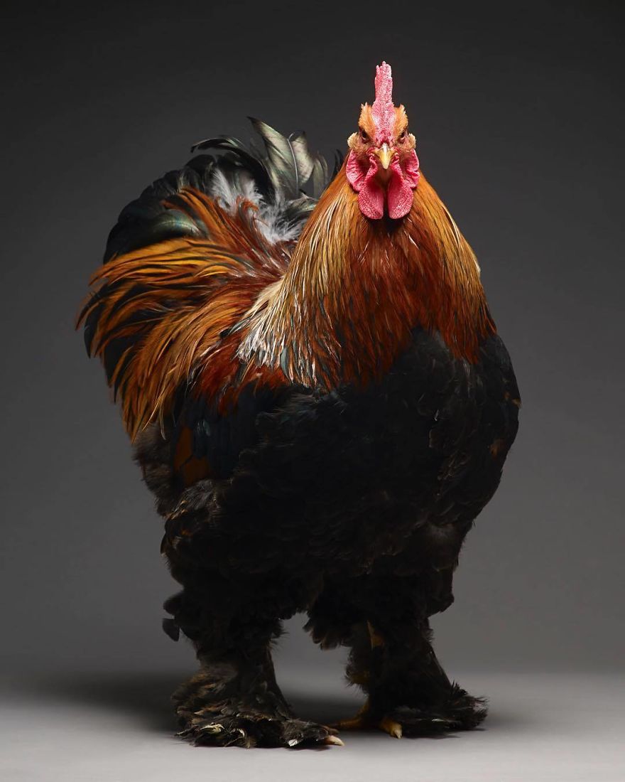 Photographer Creates An Amazing Documentation Of Chickens And They Look No Less Than Supermodels