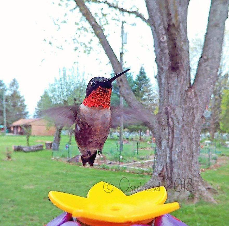 Photographer Set Up A Photo Booth For Birds, See The Amazing Results Here!