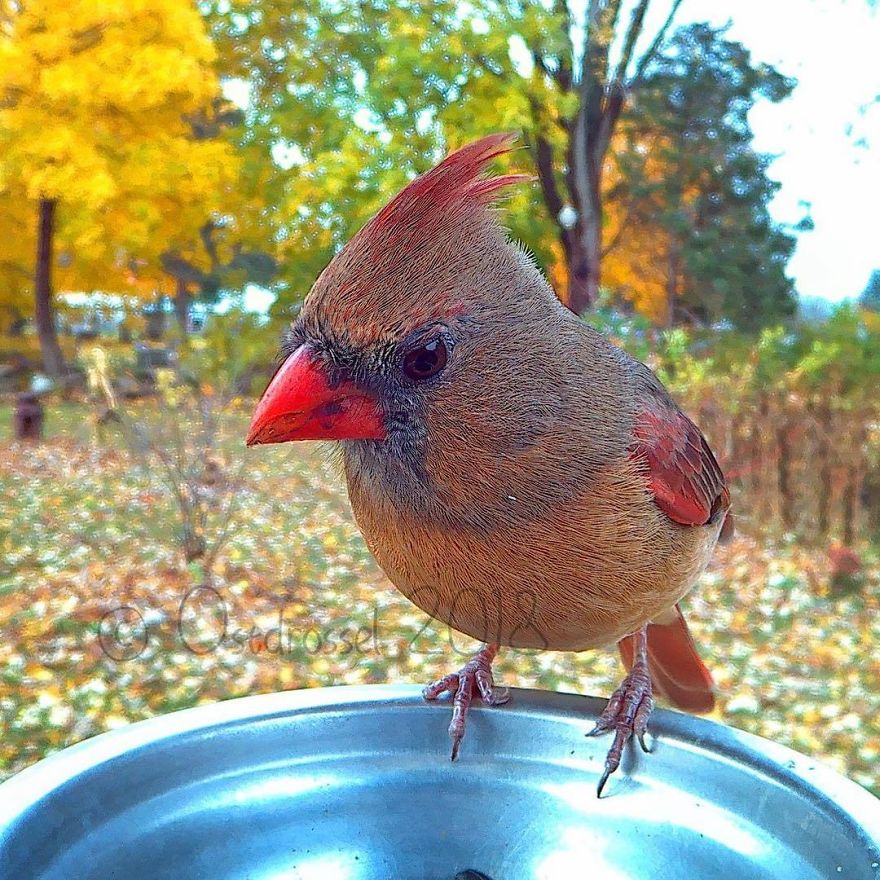 Photographer Set Up A Photo Booth For Birds, See The Amazing Results Here!