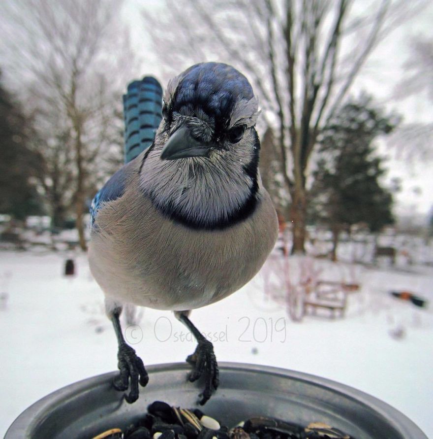 Photographer Set Up A Photo Booth For Birds, See The Amazing Results Here!