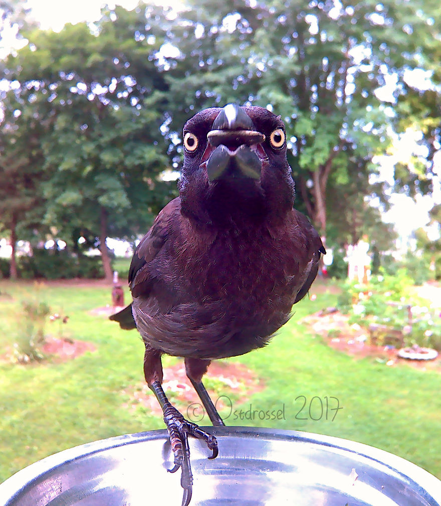 Photographer Set Up A Photo Booth For Birds, See The Amazing Results Here!