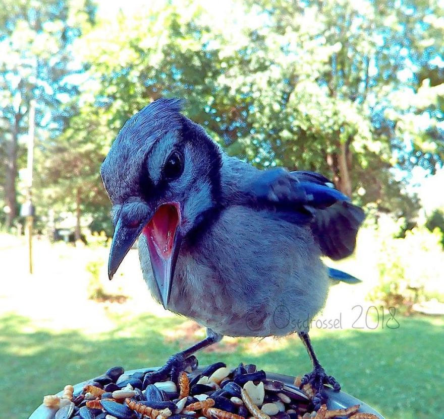 Photographer Set Up A Photo Booth For Birds, See The Amazing Results Here!