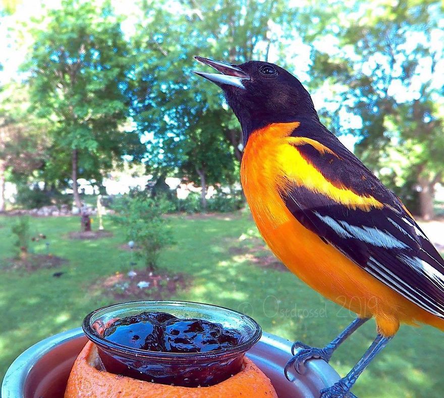 Photographer Set Up A Photo Booth For Birds, See The Amazing Results Here!