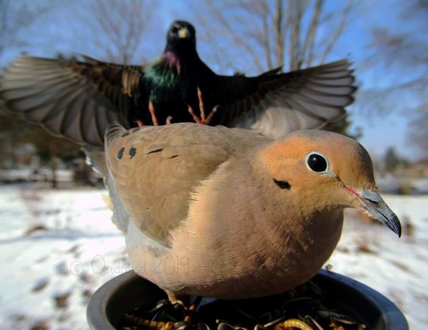 Photographer Set Up A Photo Booth For Birds, See The Amazing Results Here!