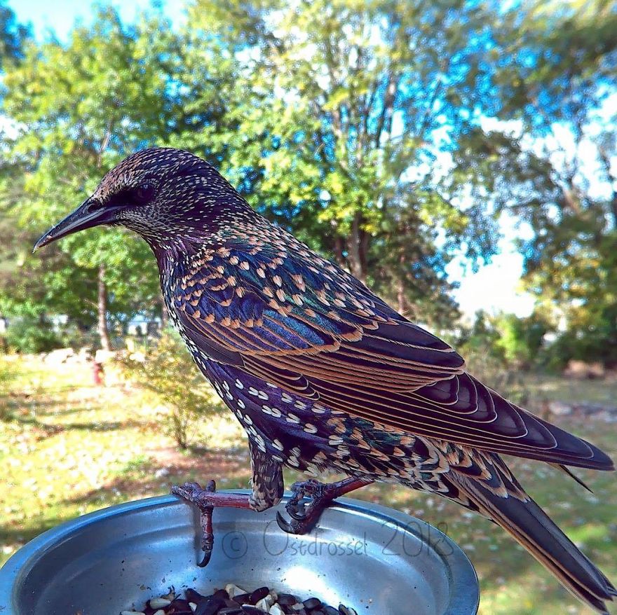 Photographer Set Up A Photo Booth For Birds, See The Amazing Results Here!