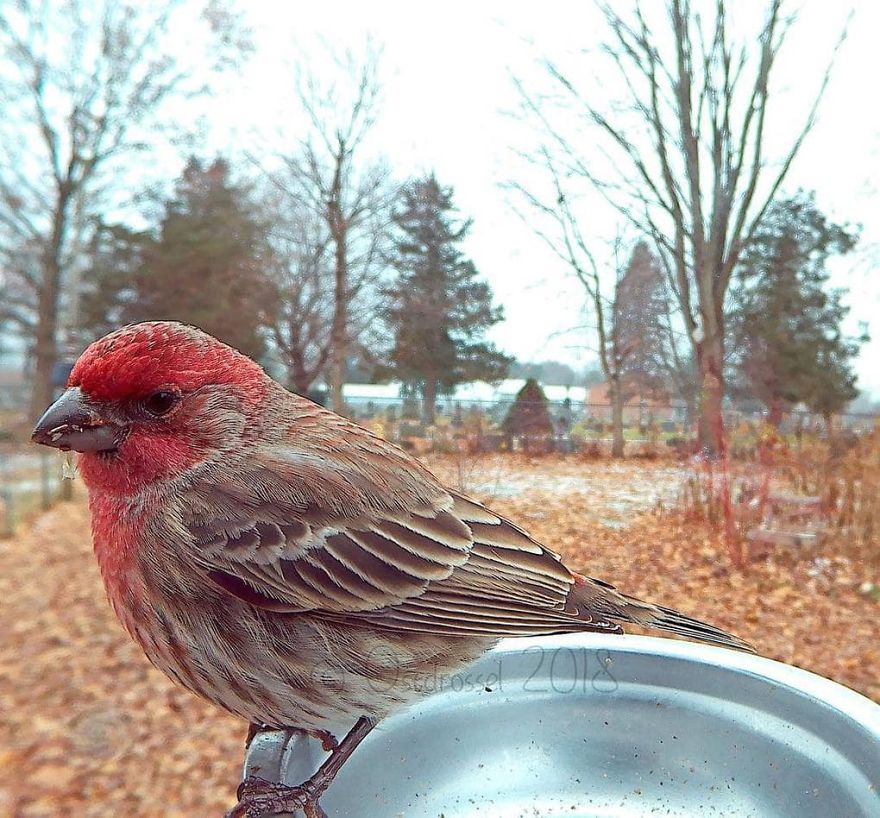 Photographer Set Up A Photo Booth For Birds, See The Amazing Results Here!