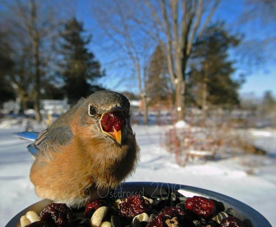 Photographer Set Up A Photo Booth For Birds, See The Amazing Results Here!