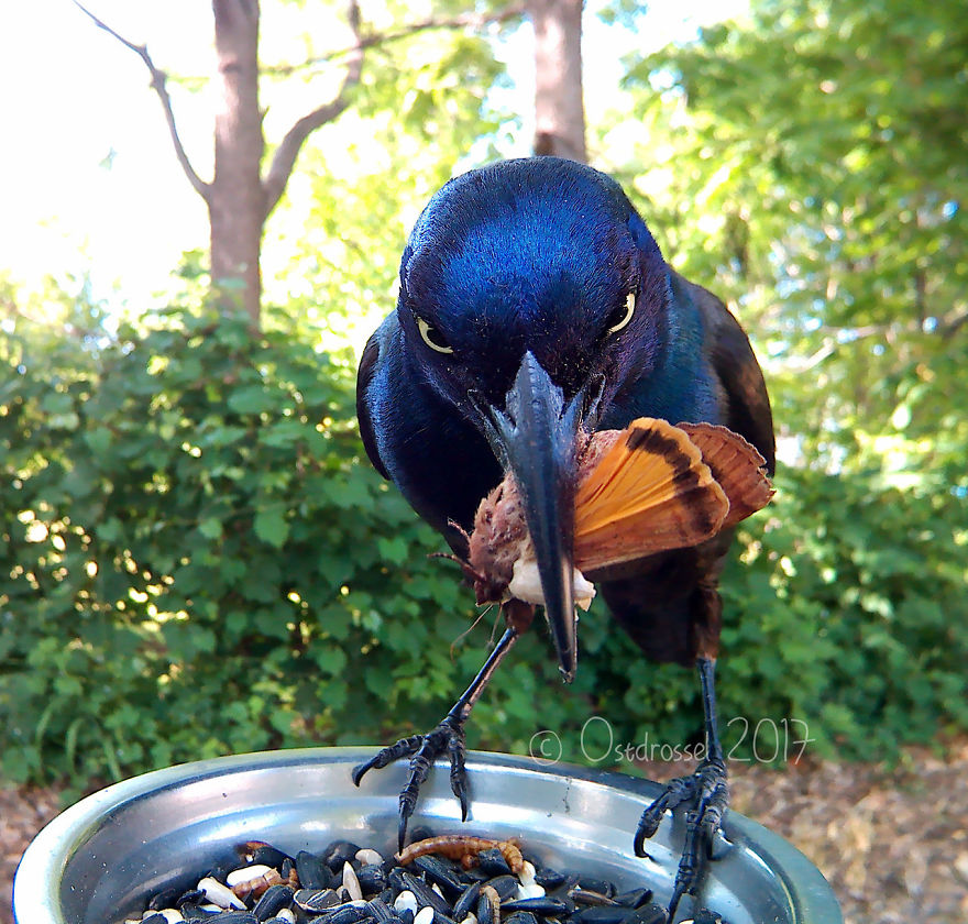 Photographer Set Up A Photo Booth For Birds, See The Amazing Results Here!