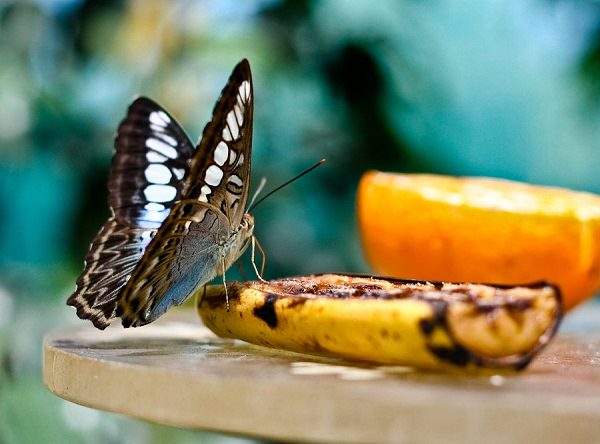 Amazing Uses Of Banana Peel That Would Want You To Throw Them From Next Time