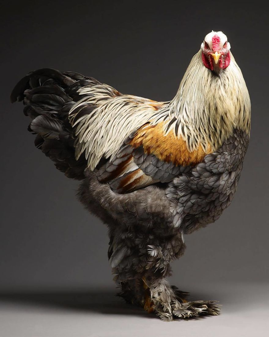 Photographer Creates An Amazing Documentation Of Chickens And They Look No Less Than Supermodels