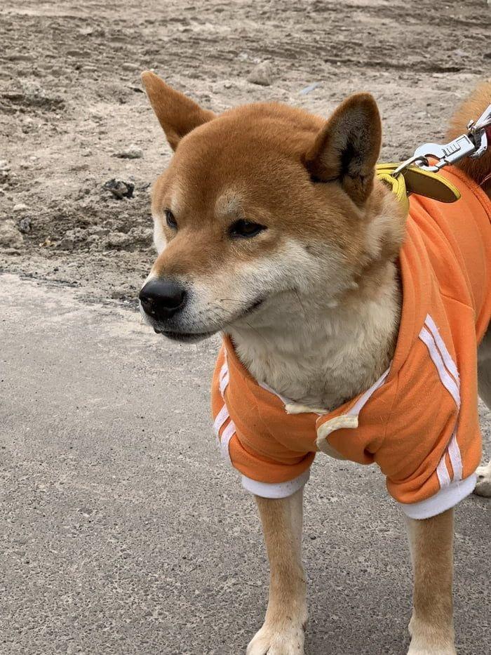 This 3 Year Old Dog Runs A Sweet Potato Shop In Japan